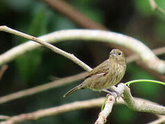 Blue-black Grassquit