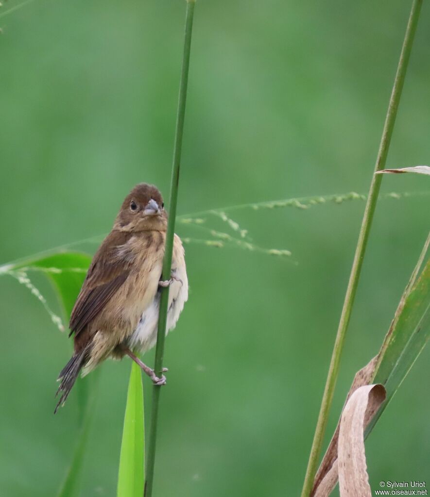 Blue-black Grassquit female adult