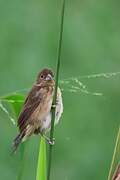 Blue-black Grassquit