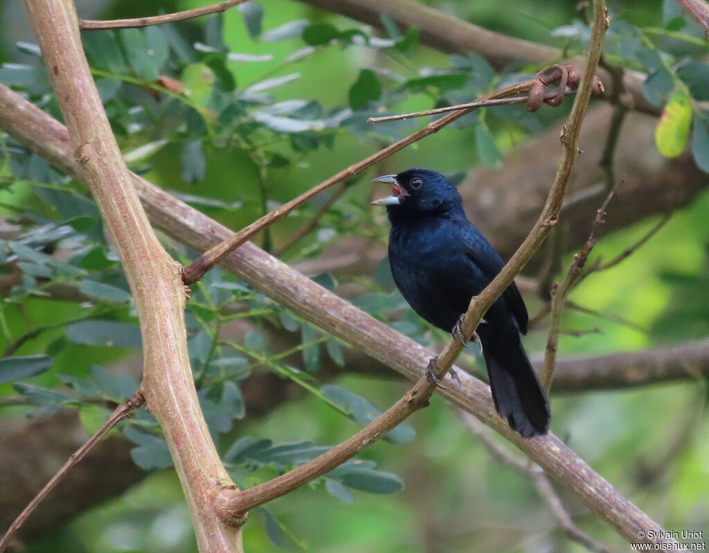 Blue-black Grassquit male adult