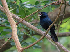 Blue-black Grassquit