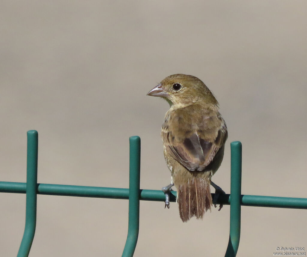 Blue-black Grassquit female adult