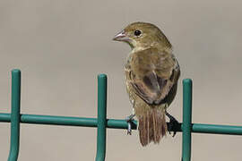 Blue-black Grassquit