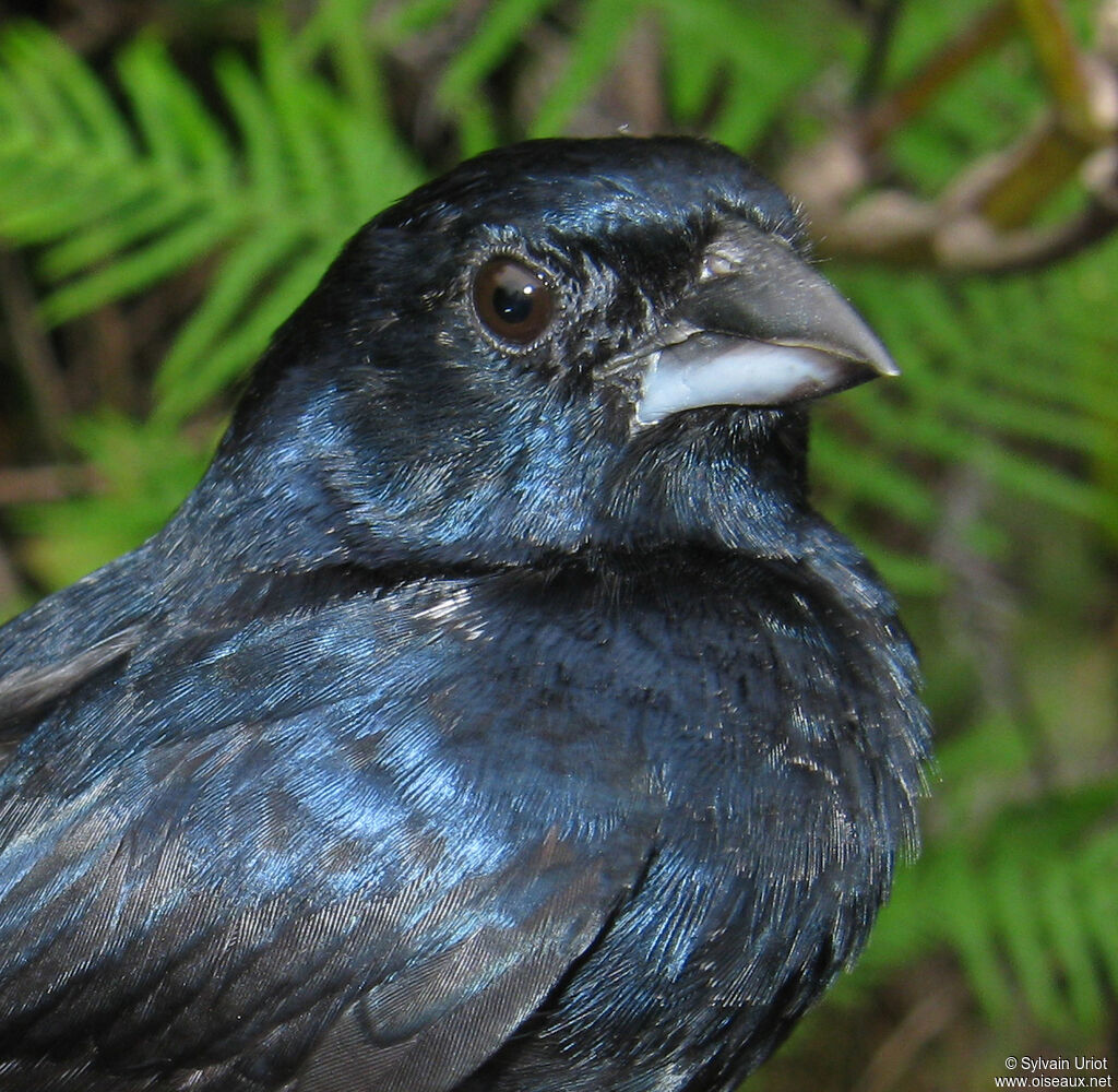 Blue-black Grassquit male adult