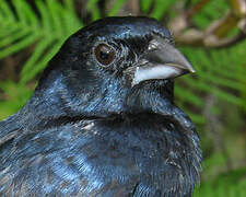 Blue-black Grassquit