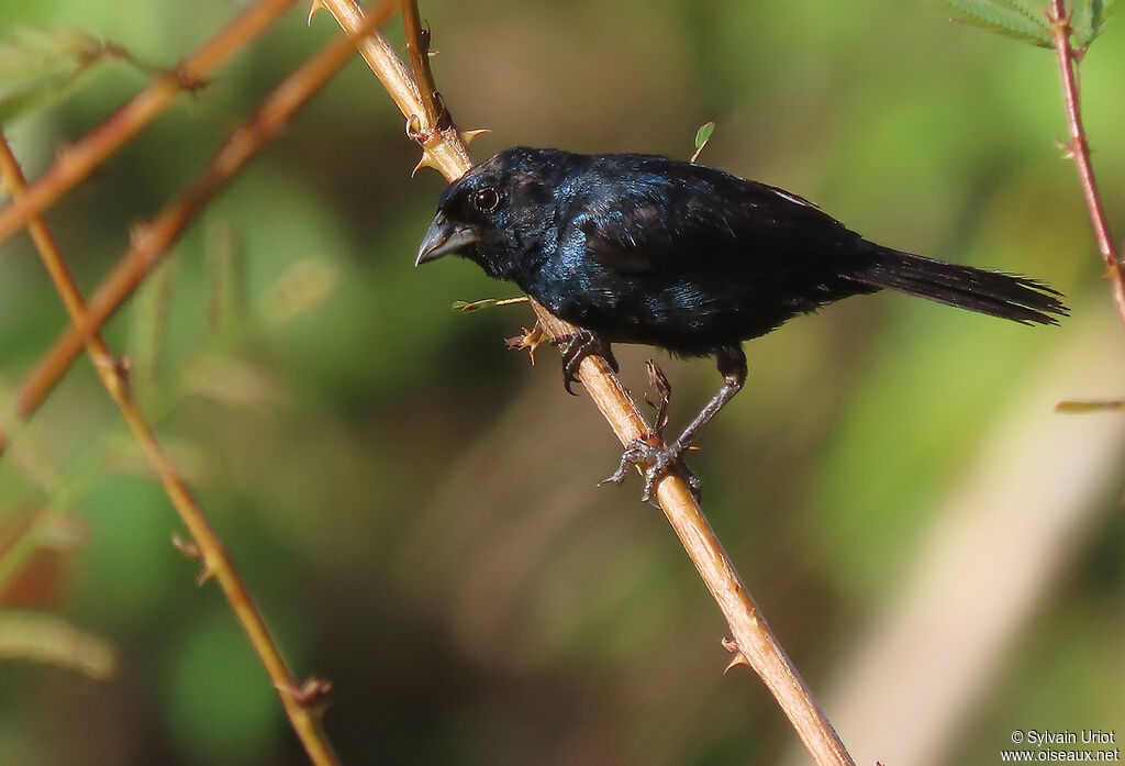 Blue-black Grassquit male adult