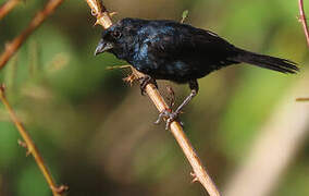 Blue-black Grassquit