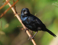 Blue-black Grassquit