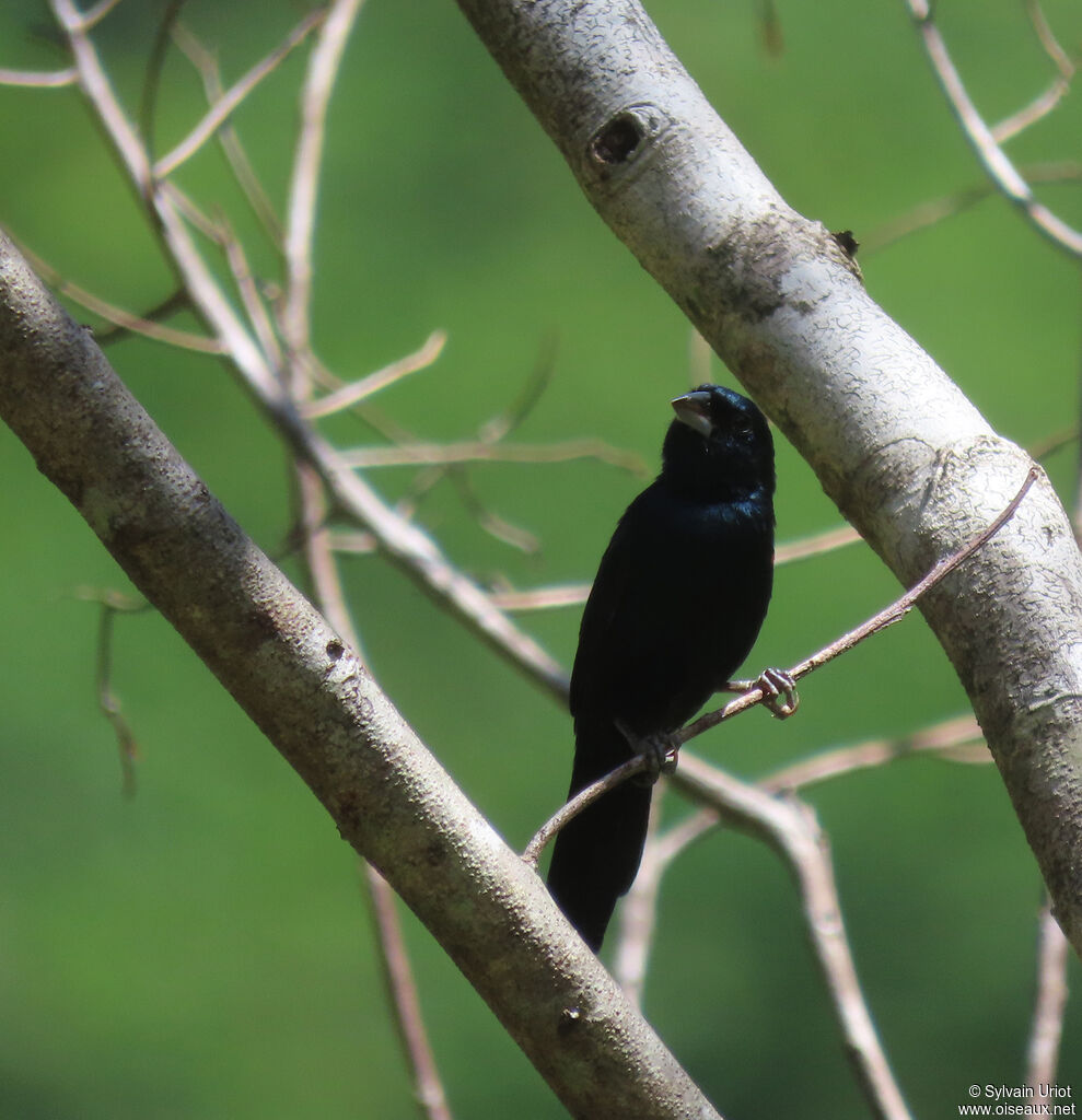 Blue-black Grassquit male adult