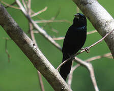 Blue-black Grassquit