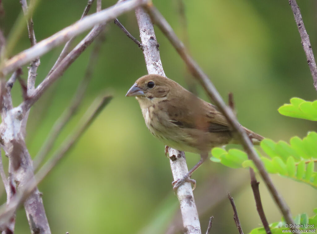 Blue-black Grassquit female adult