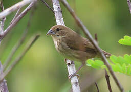 Blue-black Grassquit