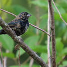 Jacarini noir