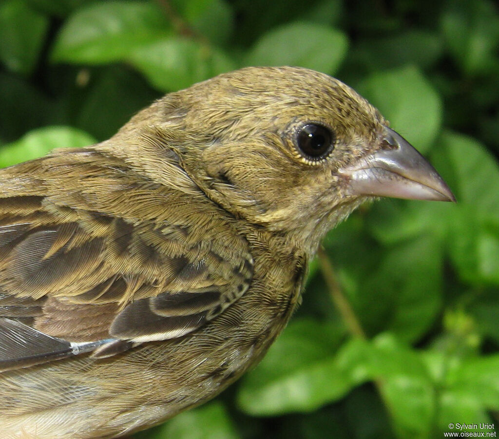 Blue-black Grassquit female adult