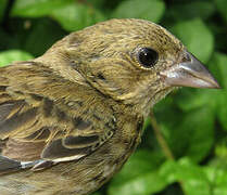 Blue-black Grassquit