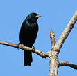 Jacarini noir