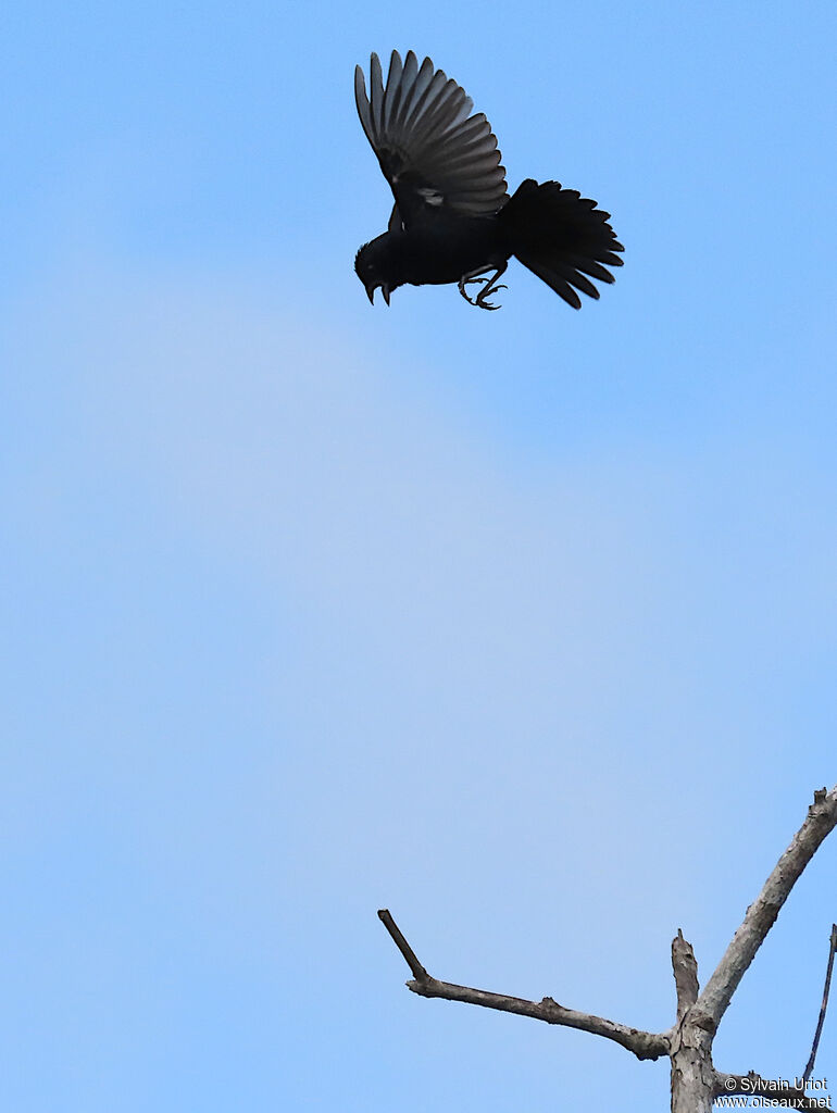 Blue-black Grassquit male adult, courting display