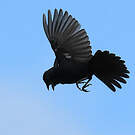 Jacarini noir
