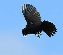Blue-black Grassquit