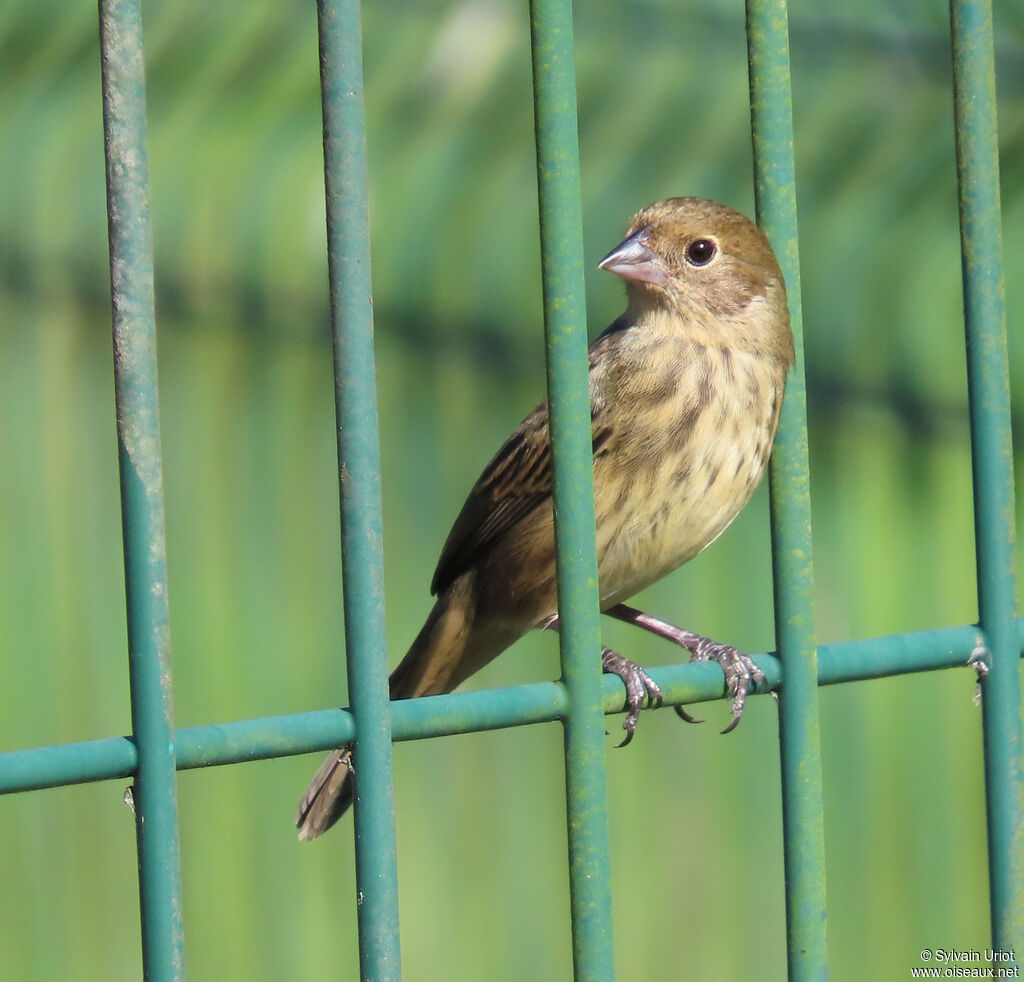 Jacarini noir femelle adulte