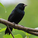 Jacarini noir