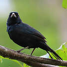 Jacarini noir
