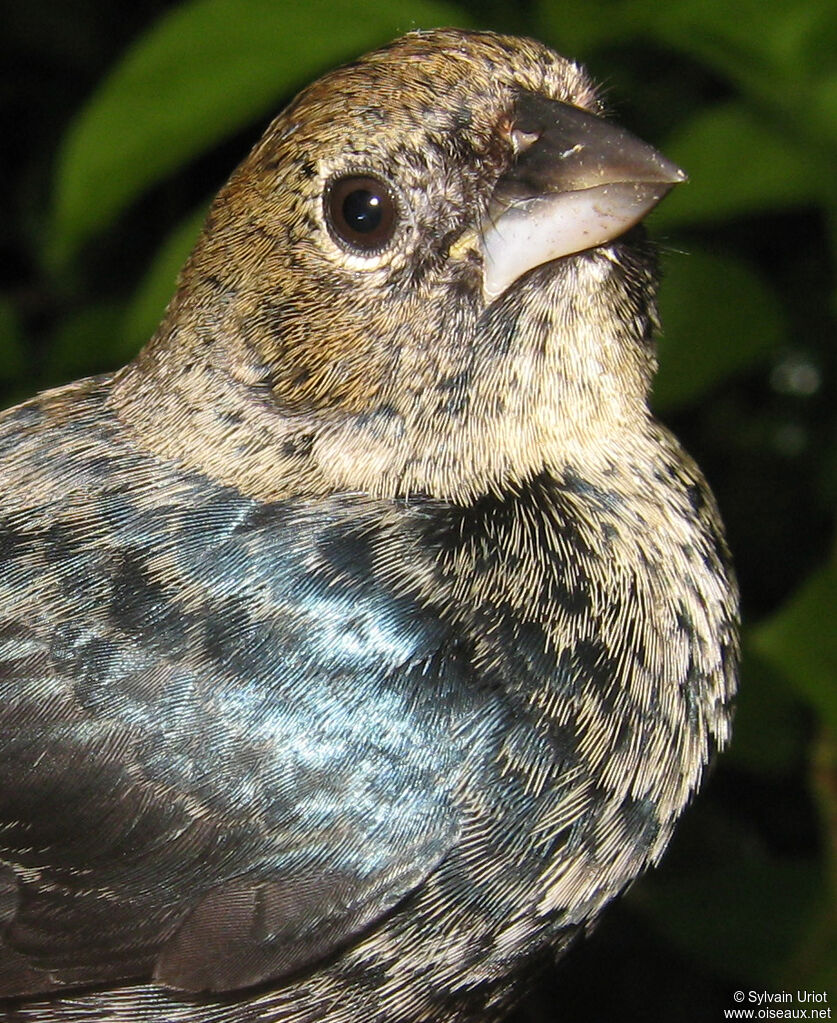 Blue-black Grassquit male adult post breeding