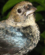 Blue-black Grassquit