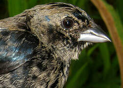 Blue-black Grassquit