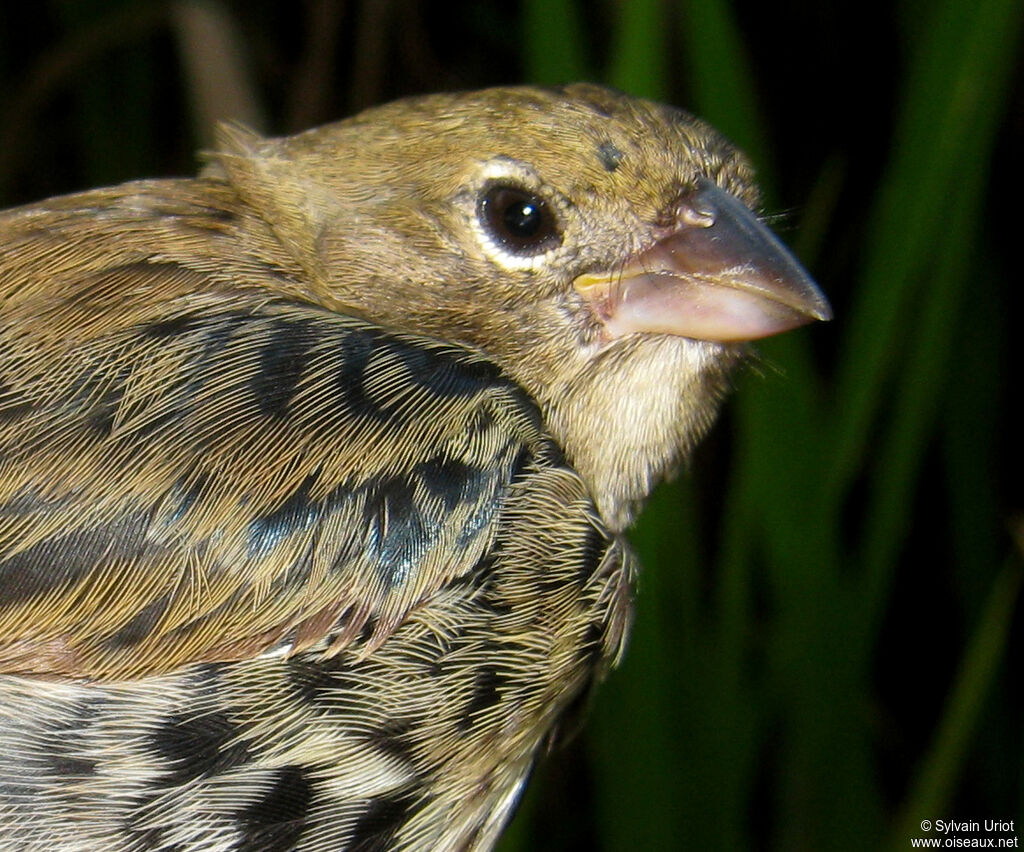 Blue-black Grassquit male immature