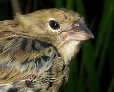 Blue-black Grassquit