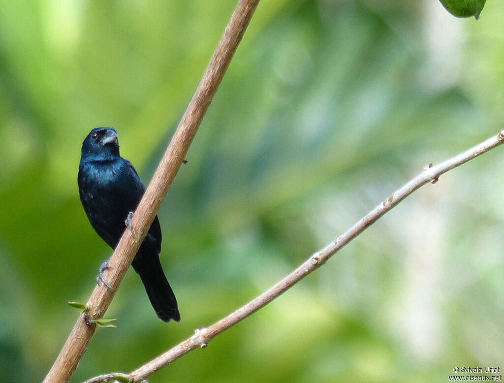 Blue-black Grassquit male adult