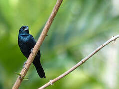 Blue-black Grassquit