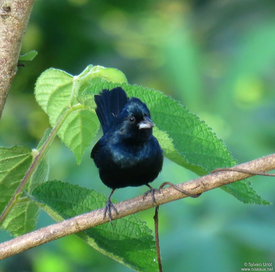 Blue-black Grassquit male adult