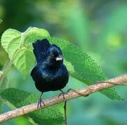 Blue-black Grassquit