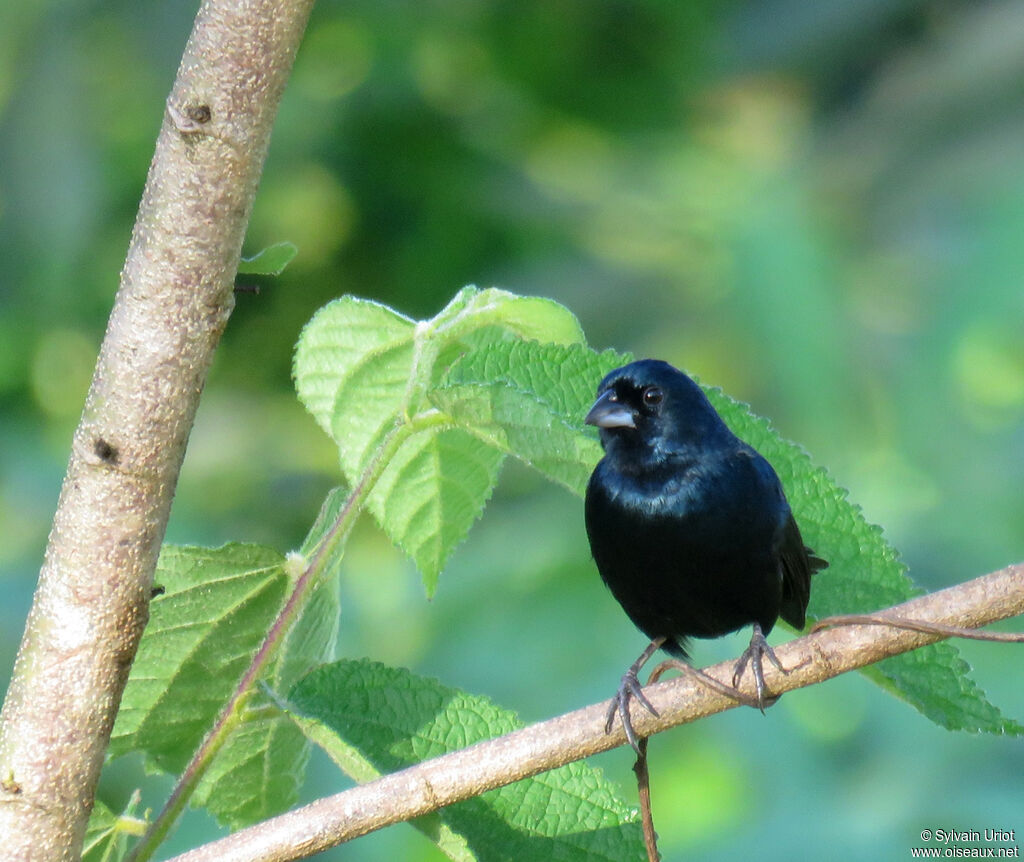 Blue-black Grassquit male adult