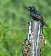 Blue-black Grassquit