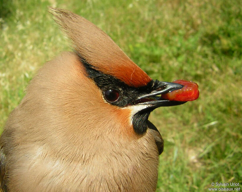 Bohemian Waxwingadult, close-up portrait