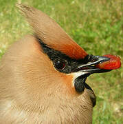 Bohemian Waxwing