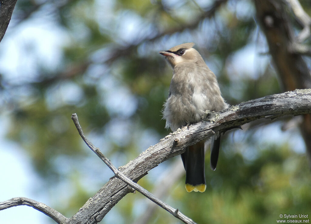 Bohemian Waxwingjuvenile