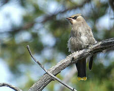 Bohemian Waxwing