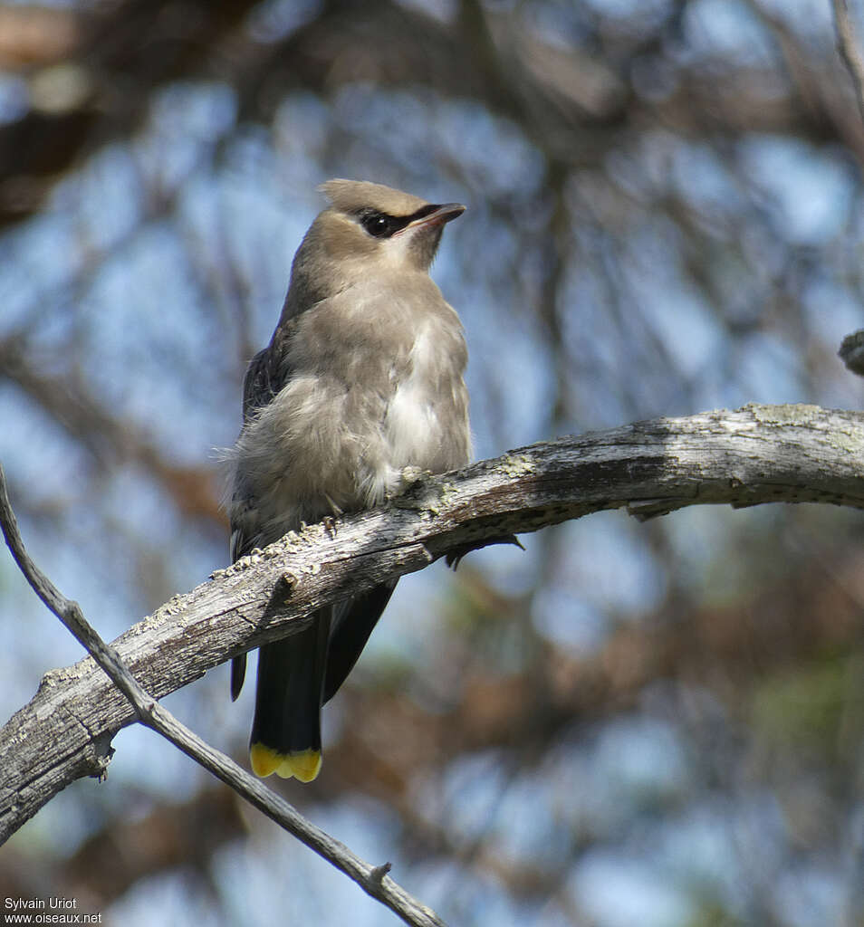 Bohemian Waxwingjuvenile, identification