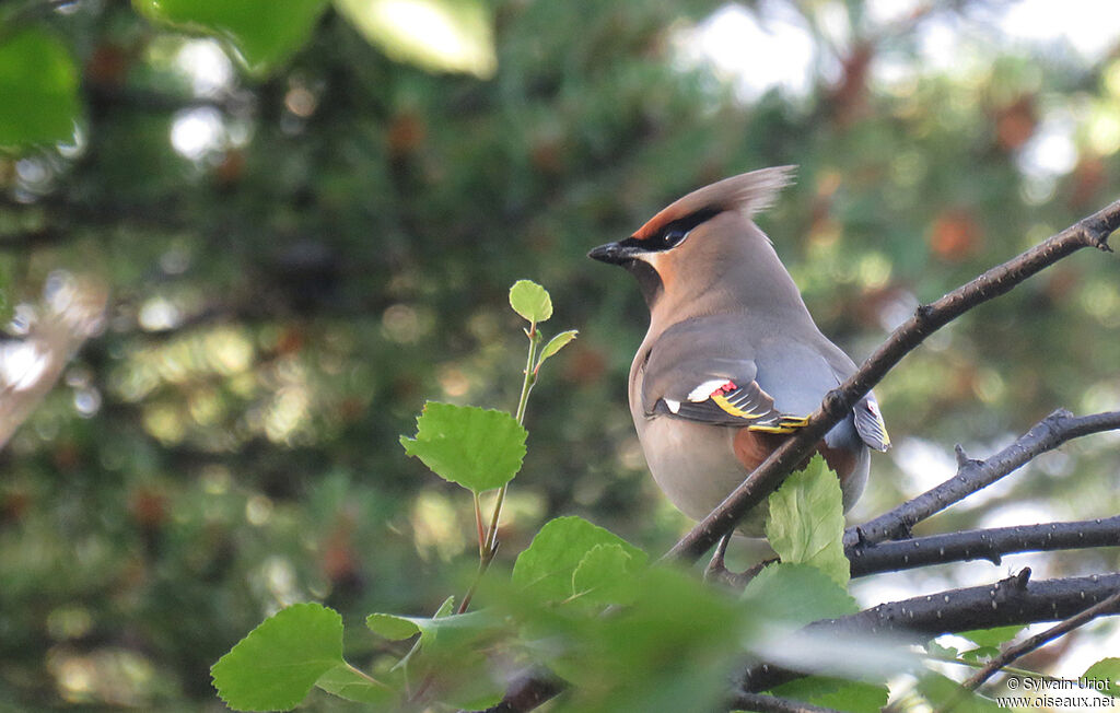 Bohemian Waxwingadult