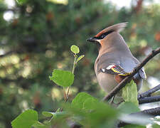 Bohemian Waxwing