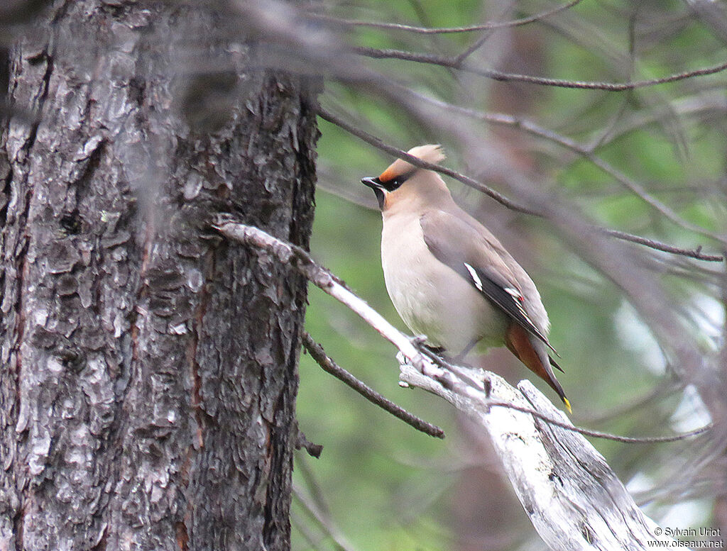 Bohemian Waxwingadult