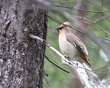 Bohemian Waxwing