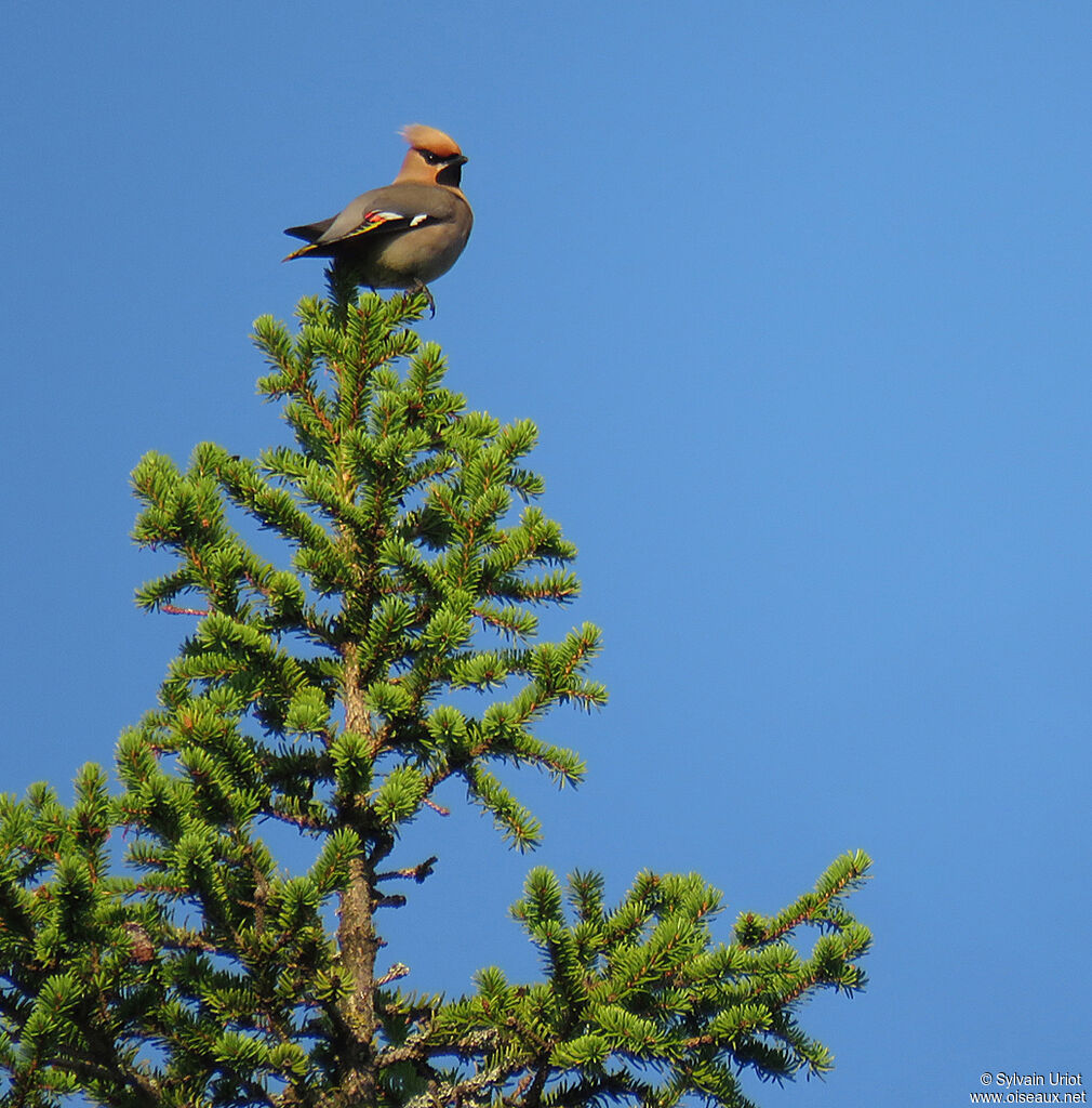 Bohemian Waxwingadult