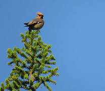 Bohemian Waxwing