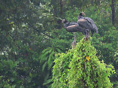 Horned Screamer