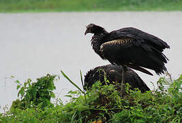 Horned Screamer